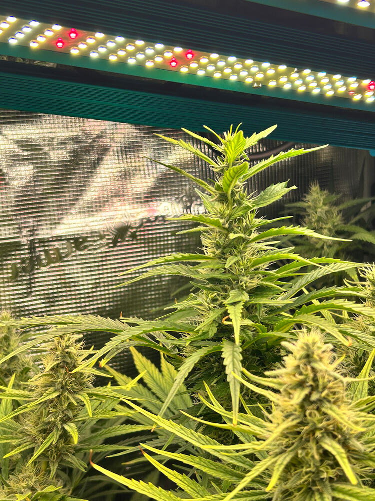 Eine blühende Cannabispflanze mit sichtbaren Blütenständen.