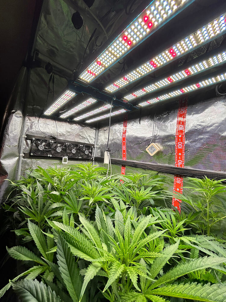 Mehrere junge Cannabis-Pflanzen in einer Growbox unter LED-Beleuchtung. Die Pflanzen zeigen kräftiges grünes Blattwerk und befinden sich in der Wachstumsphase.