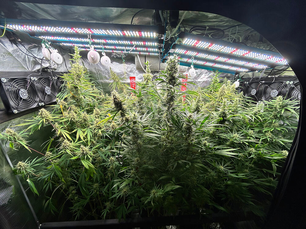 Mehrere Cannabis-Pflanzen in der Blütephase unter LED-Wachstumslichtern in einem Growzelt. Lüfter sind an den Seitenwänden montiert.