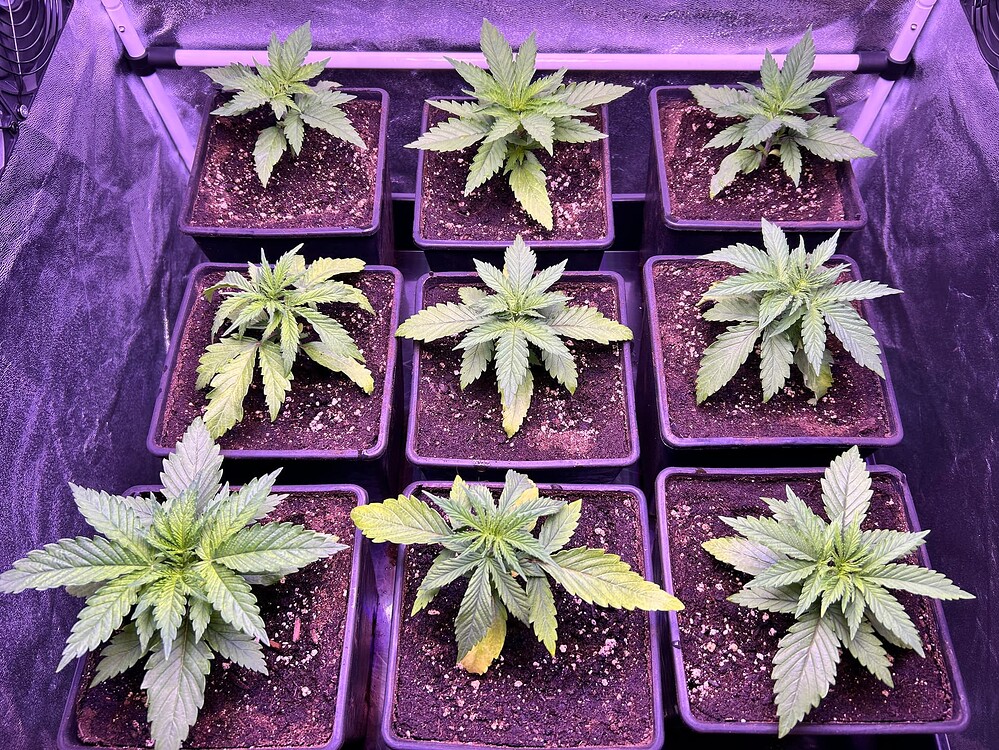 Neun junge Cannabis-Pflanzen in quadratischen Töpfen, die unter einer violetten Grow-Lampe in einer Grow-Box wachsen. Die Pflanzen sind im Sämlingsstadium und zeigen Anzeichen von leichter Gelbfärbung an einigen Blättern.