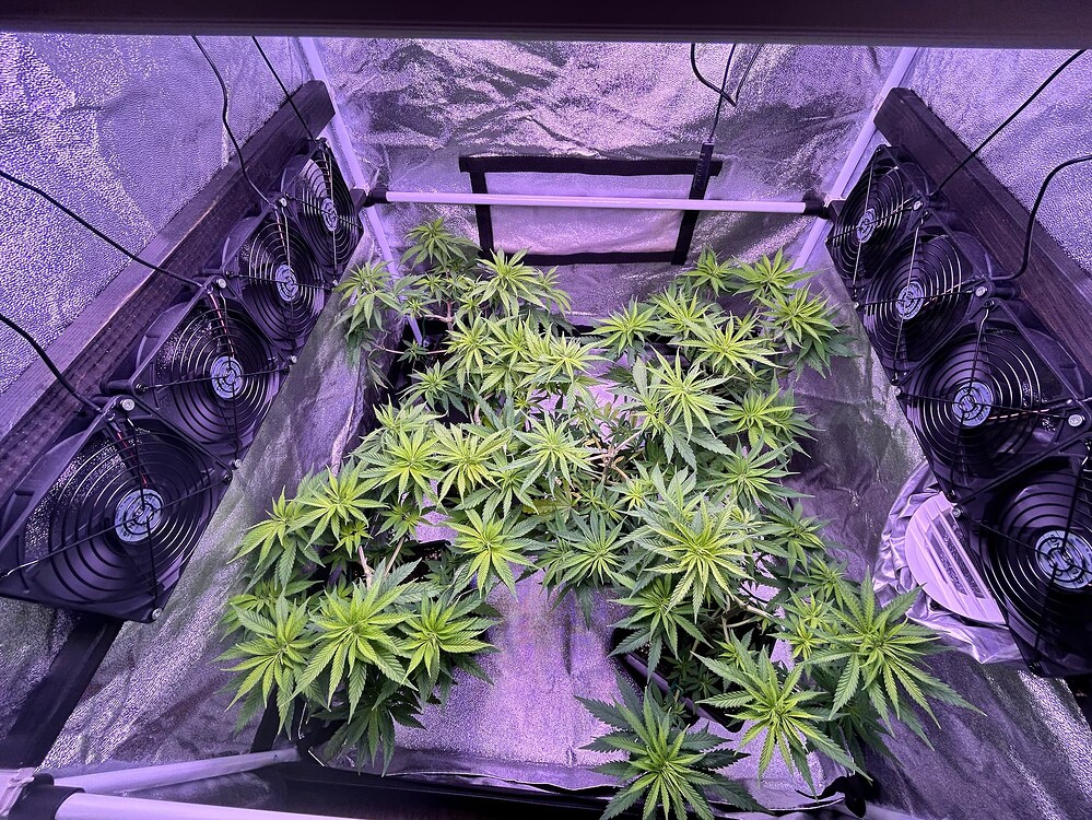 Mehrere junge Cannabis-Pflanzen in einem Zelt, beleuchtet von violettem Licht, mit Lüftern an den Seiten.