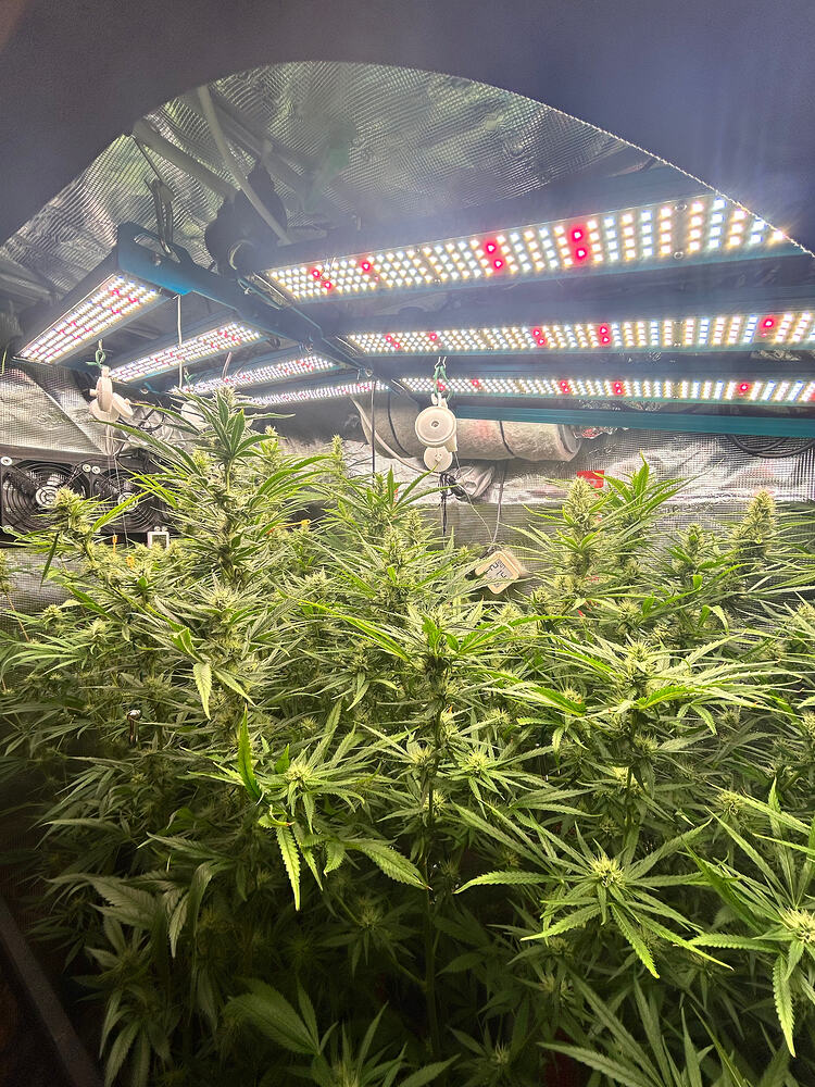 Growreport-Bild