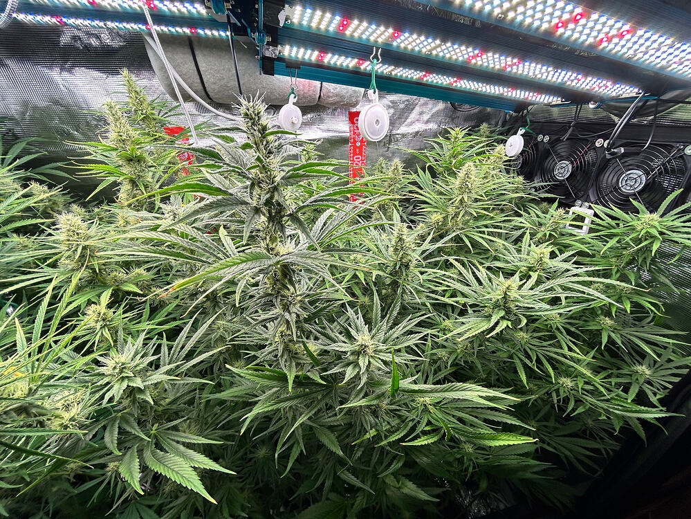 Growreport-Bild