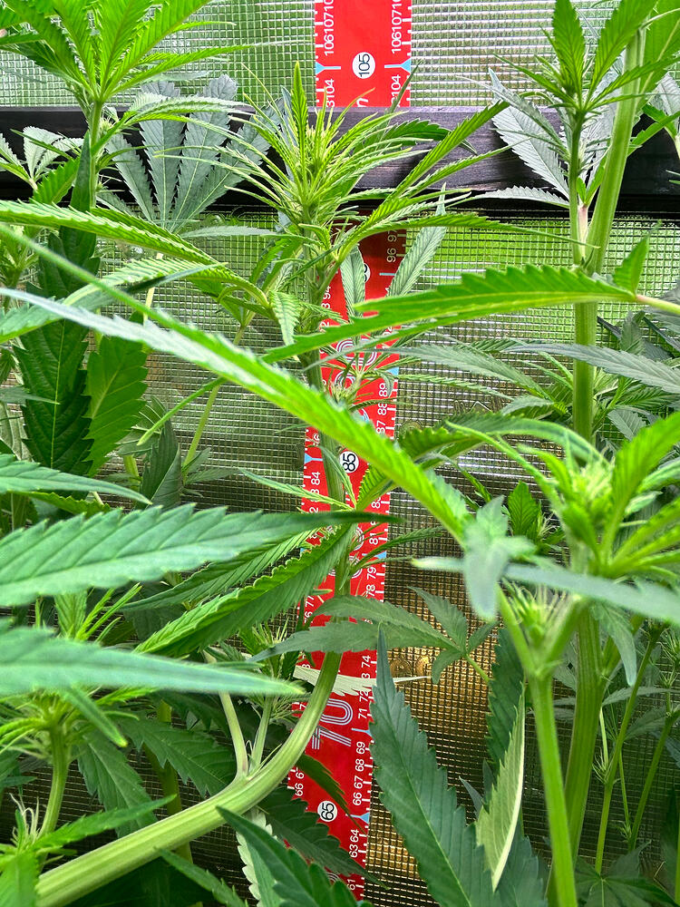 Growreport-Bild
