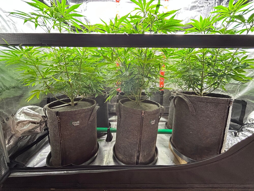 Drei Cannabis-Pflanzen in Vlies-Töpfen stehen nebeneinander in einer Growbox. Die Pflanzen sind im Wuchsstadium und zeigen eine gute Verzweigung und Blattmasse.