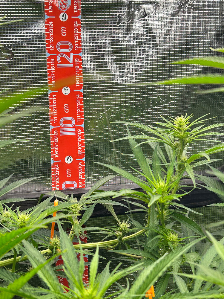 Eine junge Cannabis-Pflanze in der Blütephase, mit mehreren aufblühenden Blütenständen und grünen Blättern. Eine Messlatte mit Zentimeterskala ist neben der Pflanze platziert, die etwa 115 cm hoch ist.