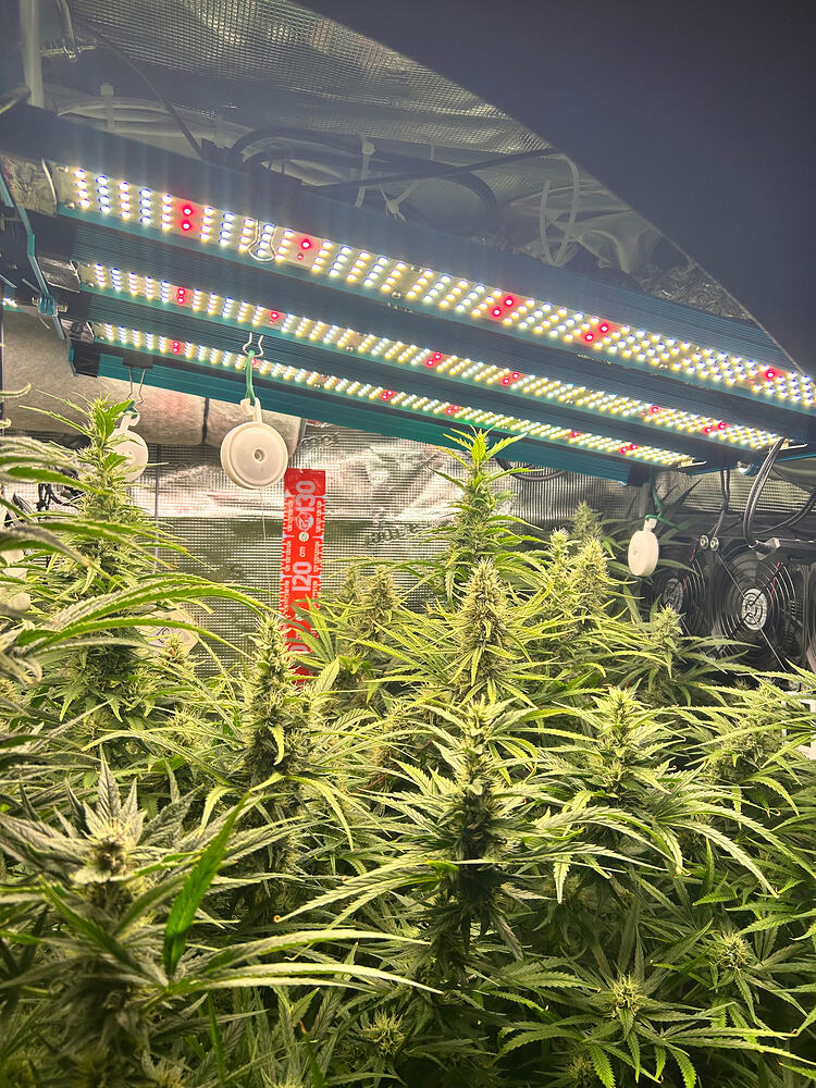 Growreport-Bild