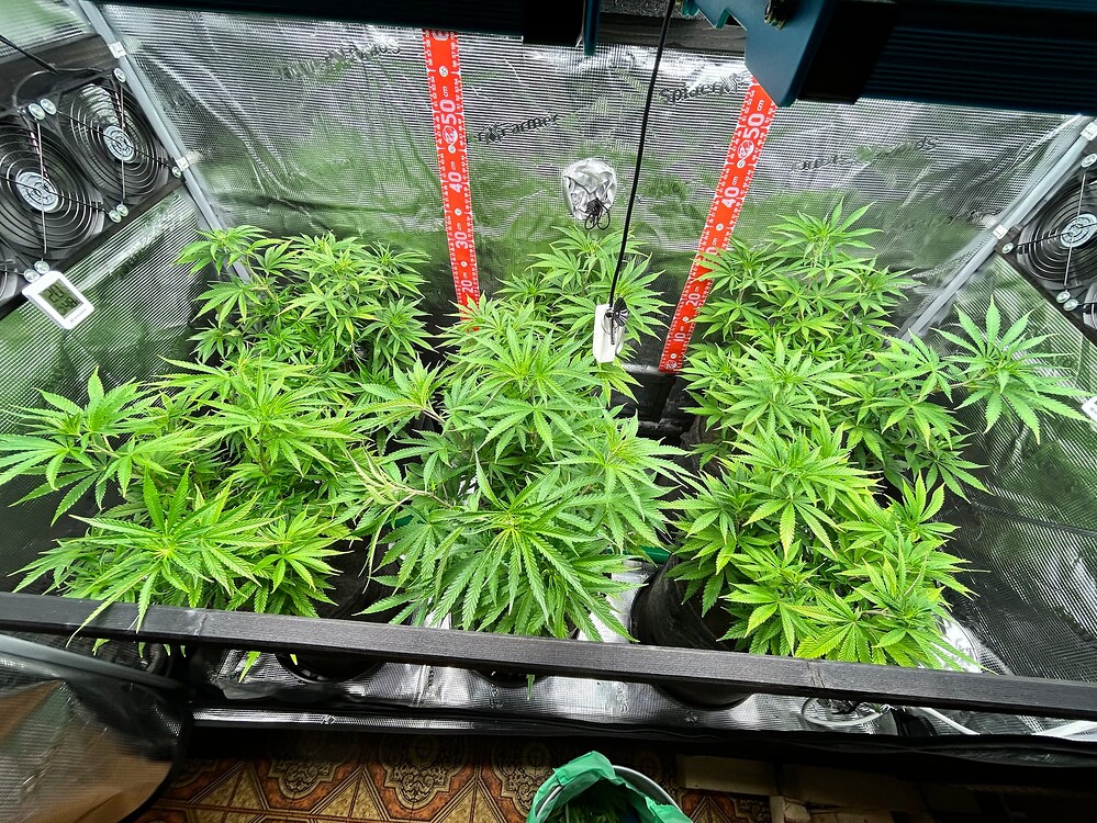 Mehrere junge Cannabis-Pflanzen in einem Zelt, die sich im Wuchs befinden. Sie sind in schwarzen Töpfen und zeigen kräftiges grünes Blattwerk.