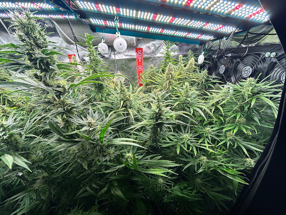 Growreport-Bild