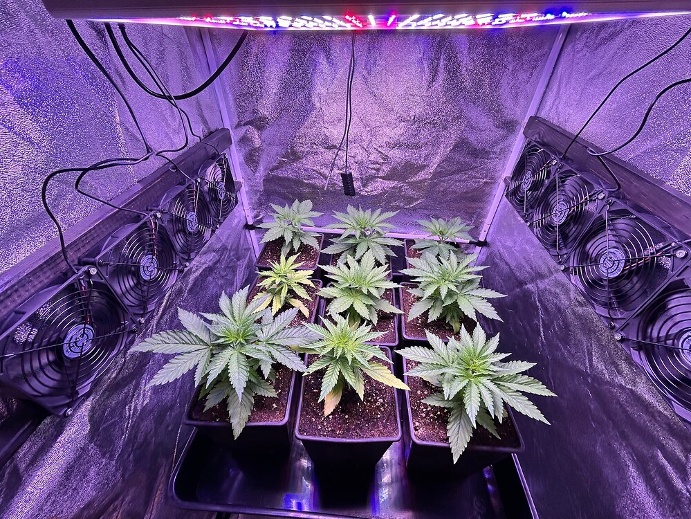 Sechs junge Cannabis-Pflanzen in Töpfen unter einer LED-Wachstumslampe in einem Growzelt. Mehrere Ventilatoren sind