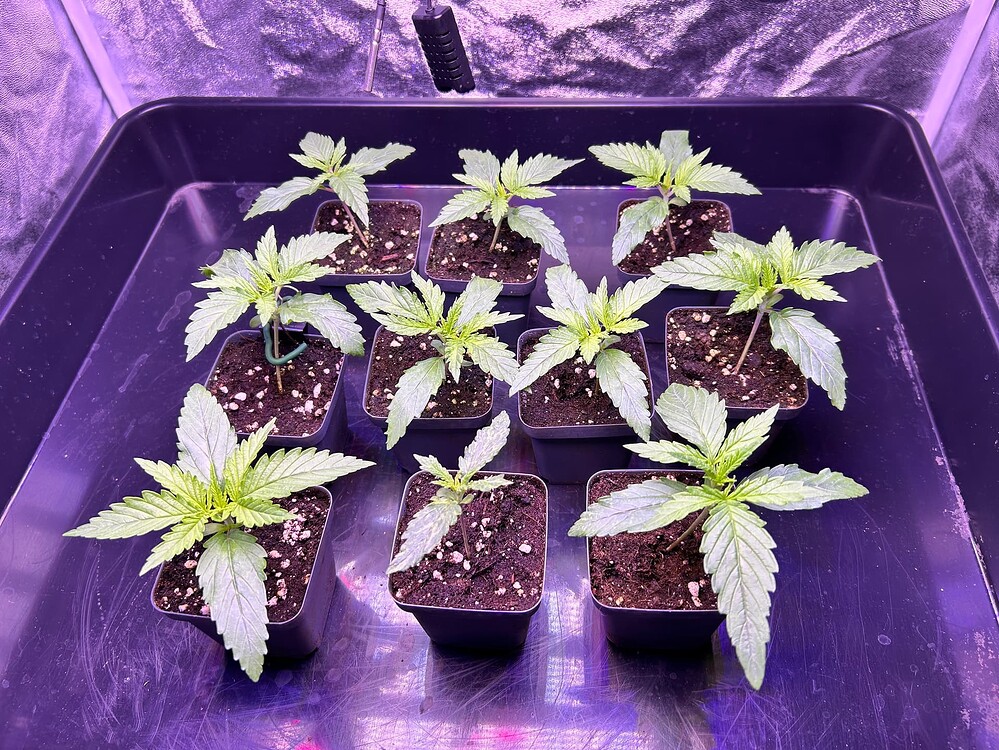 Mehrere junge Cannabis-Pflanzen in kleinen schwarzen Töpfen stehen nebeneinander in einer dunklen Wanne unter violettem Licht.