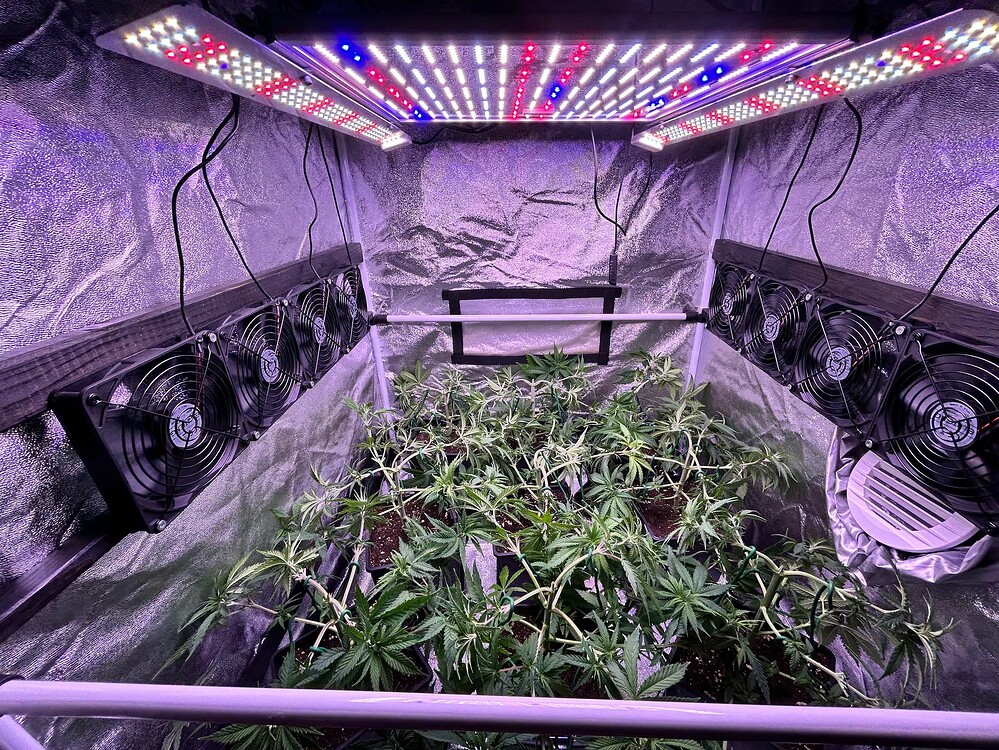 Mehrere junge Cannabis-Pflanzen in einem Zelt unter LED-Beleuchtung und mit Lüftern.