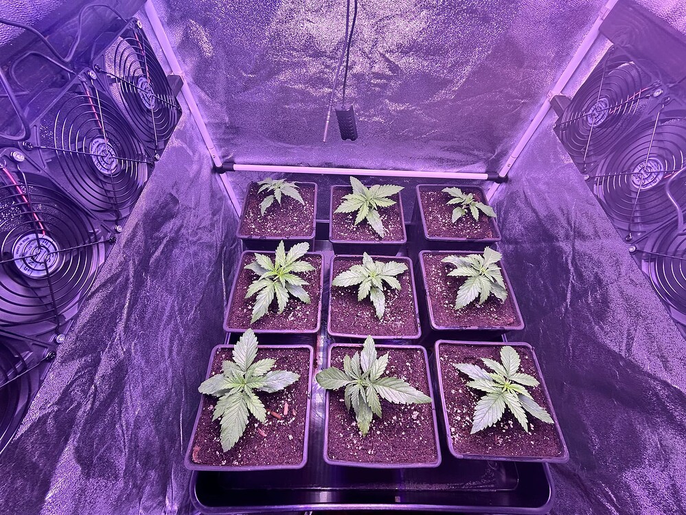 Neun junge Cannabis-Pflanzen in kleinen Töpfen, die unter einer violetten Grow-Lampe in einem Zelt wachsen. Lüfter sind an den Seiten des Zeltes sichtbar.