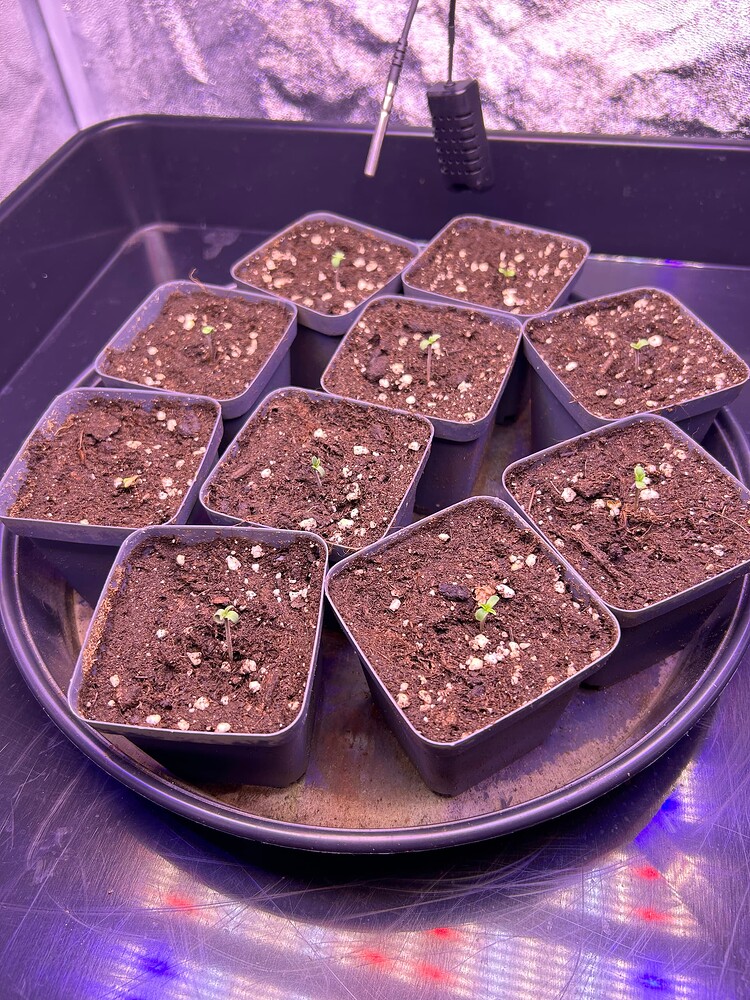 Cannabis-Pflanze im Growreport