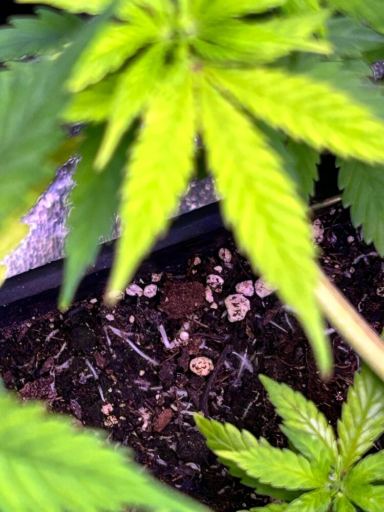 Nahaufnahme des Bodens mit jungen Cannabis-Pflanzen im frühen Wachstumsstadium, umgeben von großen, unscharfen grünen Blättern.