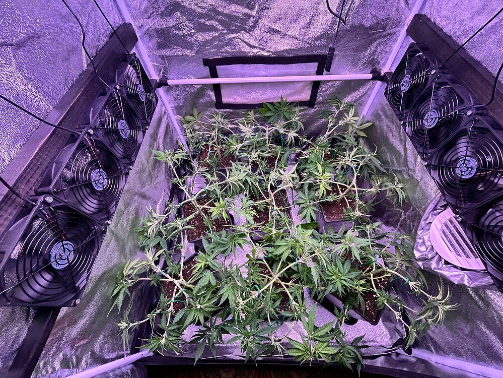 Mehrere junge Cannabis-Pflanzen in einem Zelt, die sich im Wuchs befinden und von mehreren Ventilatoren umgeben sind.