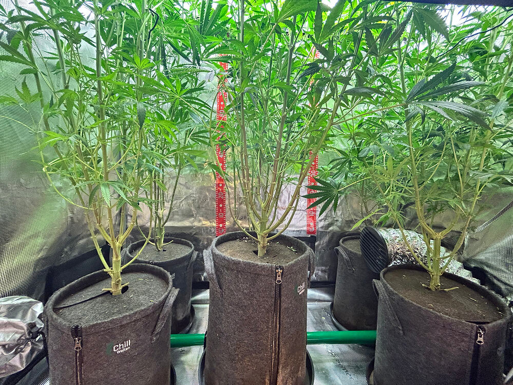 Mehrere Cannabis-Pflanzen in Vlies-Töpfen, die sich in der Wachstumsphase befinden. Die Pflanzen sind hoch und haben viele Verzweigungen, aber noch keine sichtbaren Blütenansätze. Eine Messlatte ist im Hintergrund sichtbar.