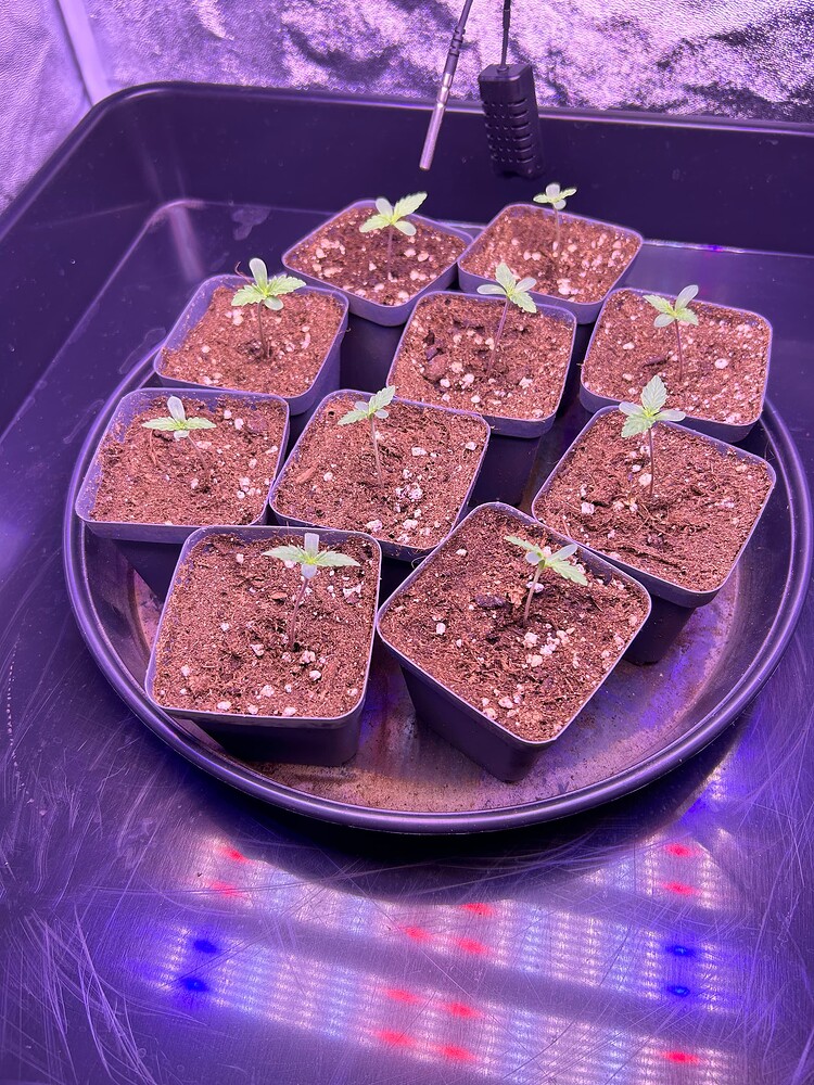 Neun kleine Cannabis-Sämlinge in quadratischen Töpfen, die auf einer runden schwarzen Unterlage stehen. Die Sämlinge haben jeweils zwei Keimblätter und einen dünnen Stiel. Die Beleuchtung ist lila und rot, was auf eine Wachstumslampe hindeutet. Ein Thermometer ist im Hintergrund sichtbar.