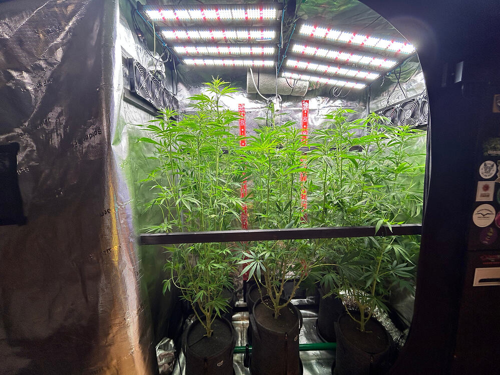 Cannabis-Pflanze im Growreport