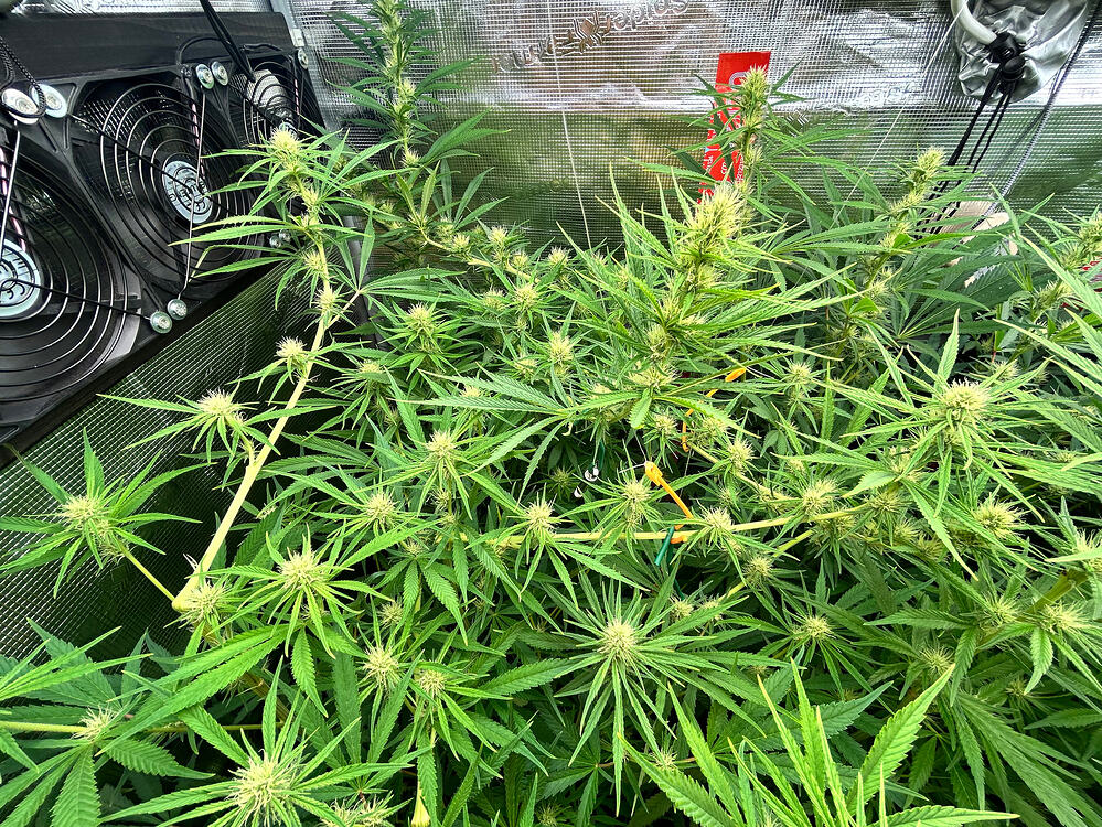 Cannabis-Pflanze im Growreport
