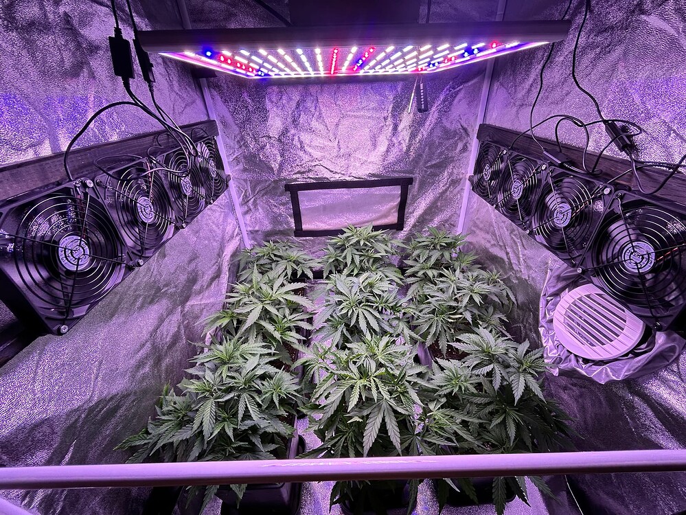 Mehrere junge Cannabis-Pflanzen in einem Growzelt unter einer LED-Lampe, umgeben von Lüftern.