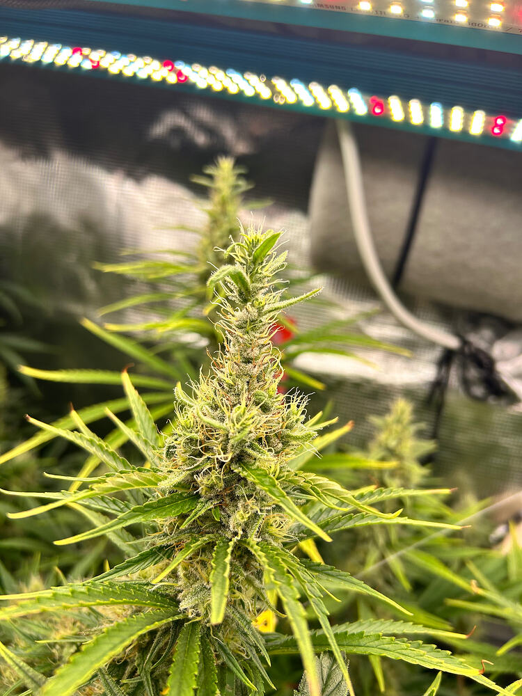 Nahaufnahme eines Cannabis-Buds in der Blütephase, der unter einer LED-Wachstumslampe wächst. Der Bud ist dicht und mit Trichomen bedeckt, umgeben von grünen Blättern.