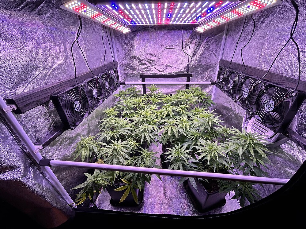 Mehrere junge Cannabis-Pflanzen in Töpfen stehen in einem Grow-Zelt unter einer LED-Pflanzenlampe. Mehrere Ventilatoren sind an der Zeltwand montiert.