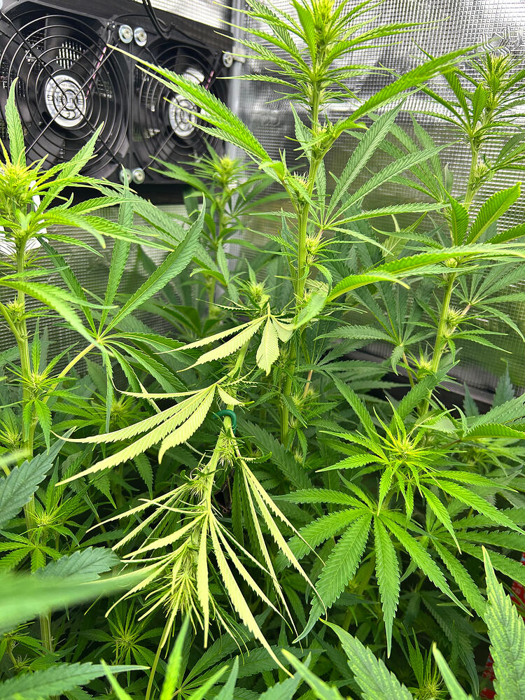 Growreport Bild 20