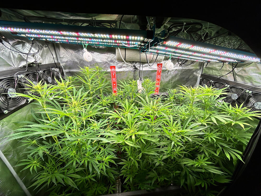 Mehrere Cannabis-Pflanzen in voller Blüte unter LED-Wachstumslichtern in einem Grow-Zelt, mit Lüftern an den Seiten.