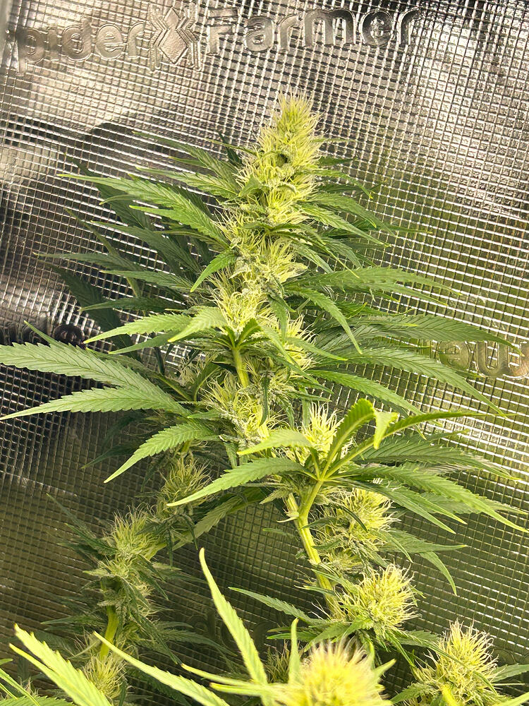 Eine blühende Cannabispflanze mit mehreren Blütenständen und grünen Blättern, die in einer Growbox wächst.