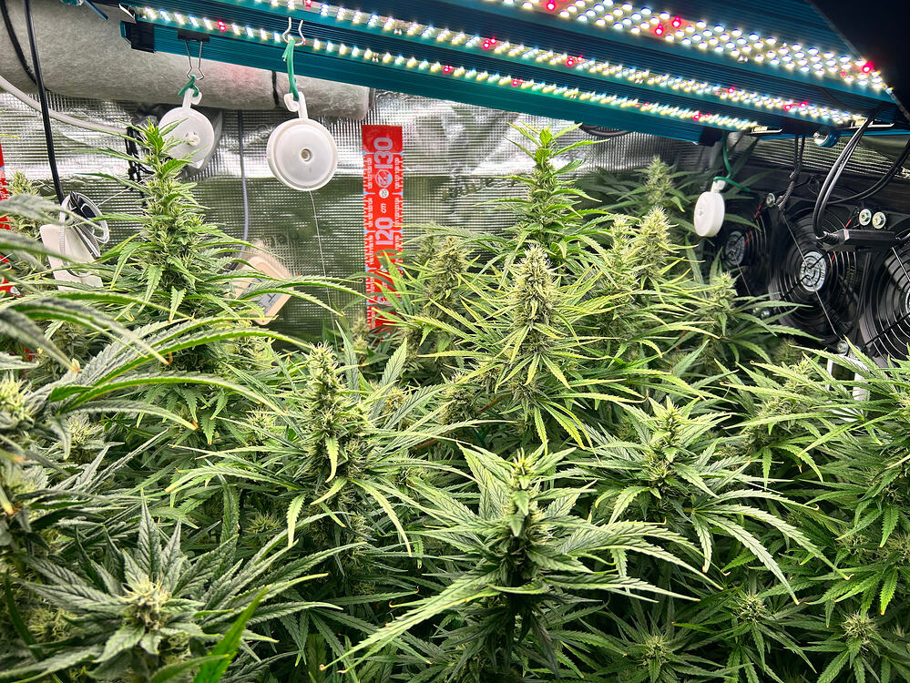 Growreport-Bild