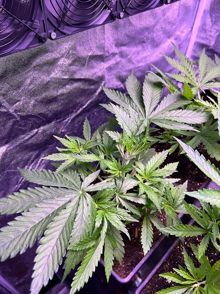 Growreport-Bild