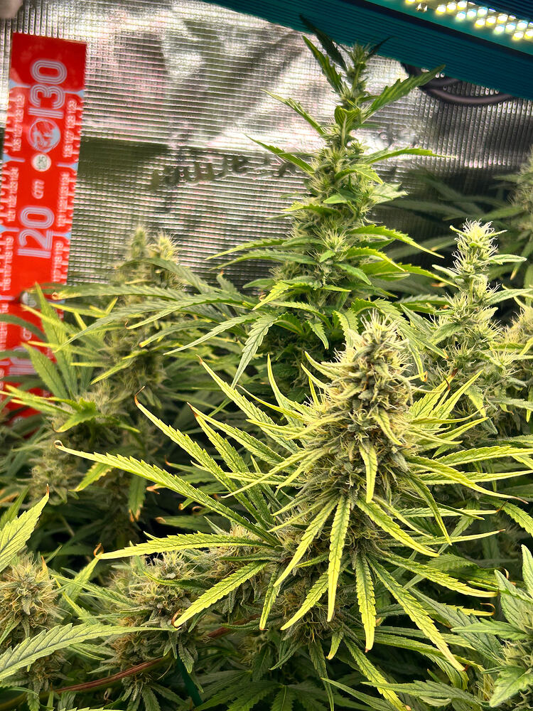 Growreport Bild 5
