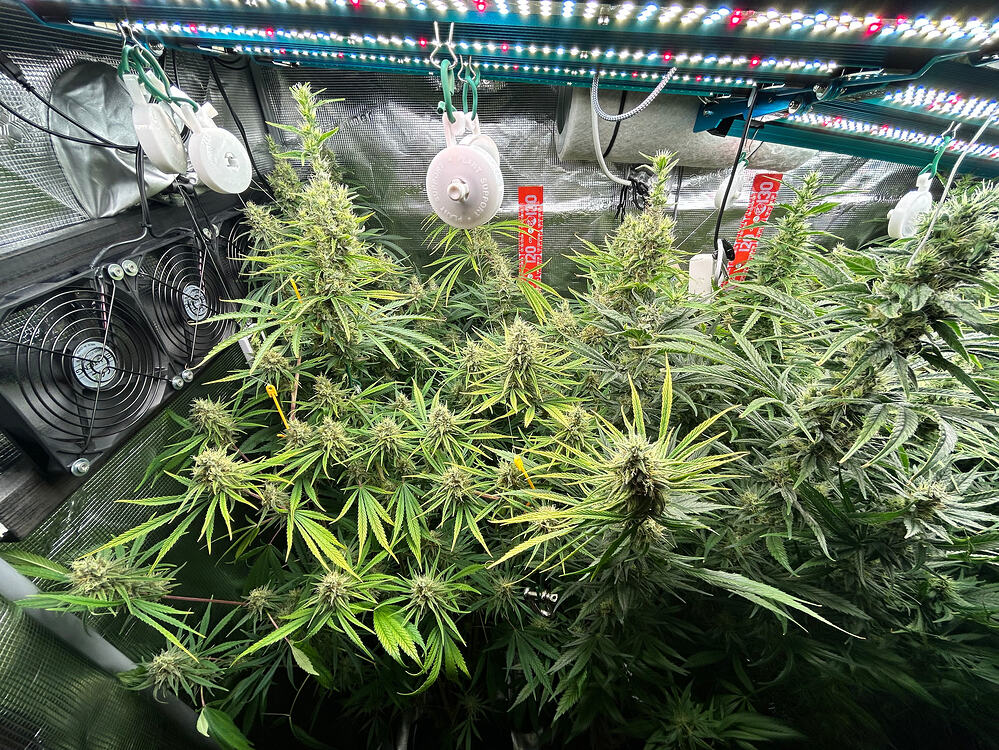 Mehrere Cannabis-Pflanzen in der späten Blütephase, die unter LED-Wachstumslichtern in einem Zelt wachsen. Lü