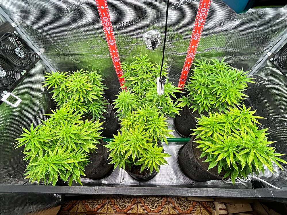 Sechs junge Cannabis-Pflanzen in einem Growzelt, die sich in der Wachstumsphase befinden. Die Pflanzen sind in dunklen Stofftöpfen und zeigen eine gesunde grüne Farbe.