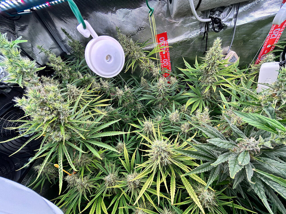 Growreport Bild 6