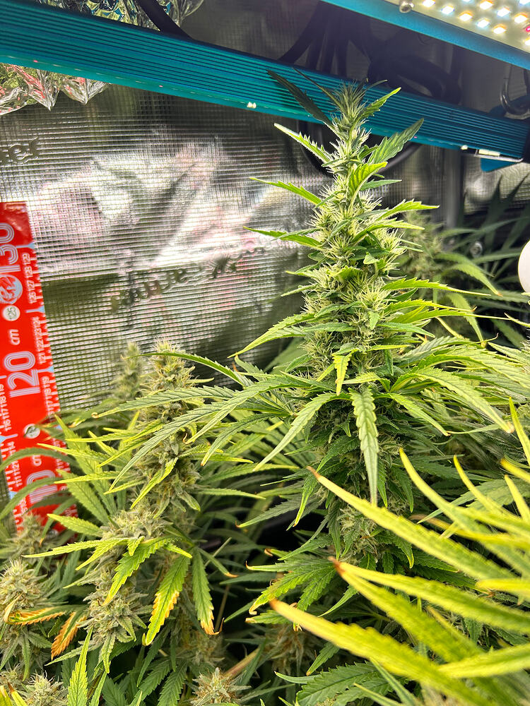 Growreport-Bild