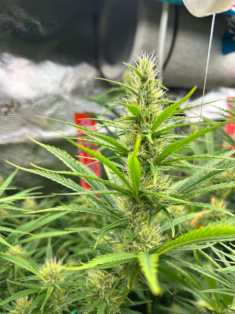Nahaufnahme eines Cannabis-Buds in der Blütephase, mit vielen weißen Stigmen und beginnenden Trichomen. Die Pflanze ist von grünen Blättern umgeben.