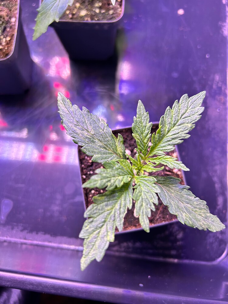 Eine junge Cannabis