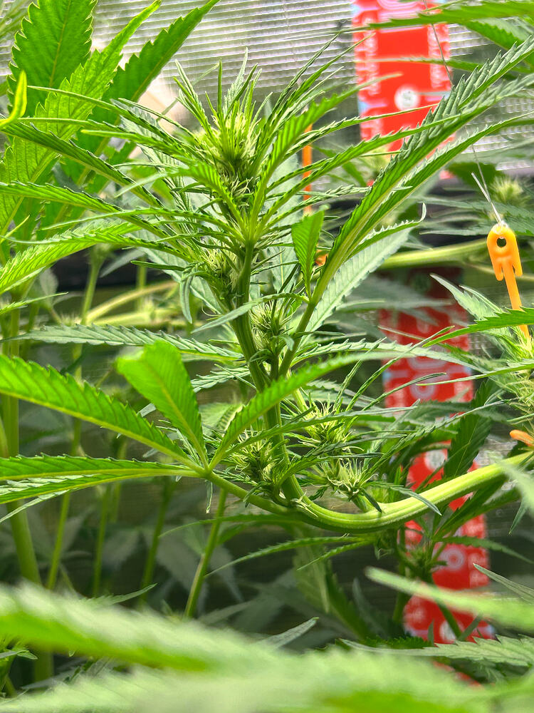 Eine junge Cannabis-Pflanze in der Blütephase, mit mehreren aufkeimenden Blütenständen und langen, schmalen Blättern. Im Hintergrund ist eine rote Messskala zu sehen.