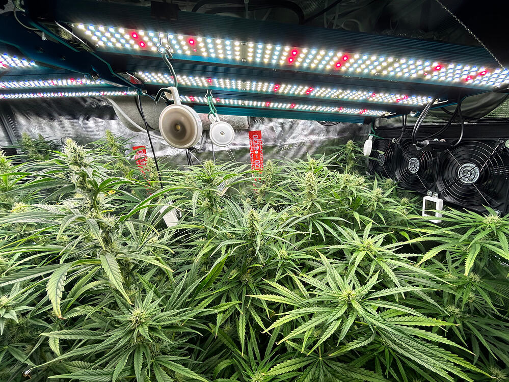 Cannabis-Pflanze im Growreport