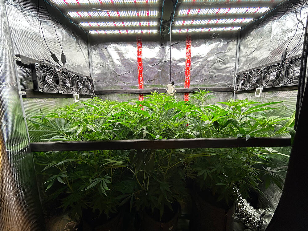 Eine Growbox mit mehreren gesunden Cannabis-Pflanzen im Wuchsstadium. Die Pflanzen sind dicht und grün, mit vielen Blättern und Stängeln. Sie werden von LED-Lampen beleuchtet, die an der Decke der Box montiert sind. An den Seitenwänden sind Lüfter zur Belüftung angebracht.