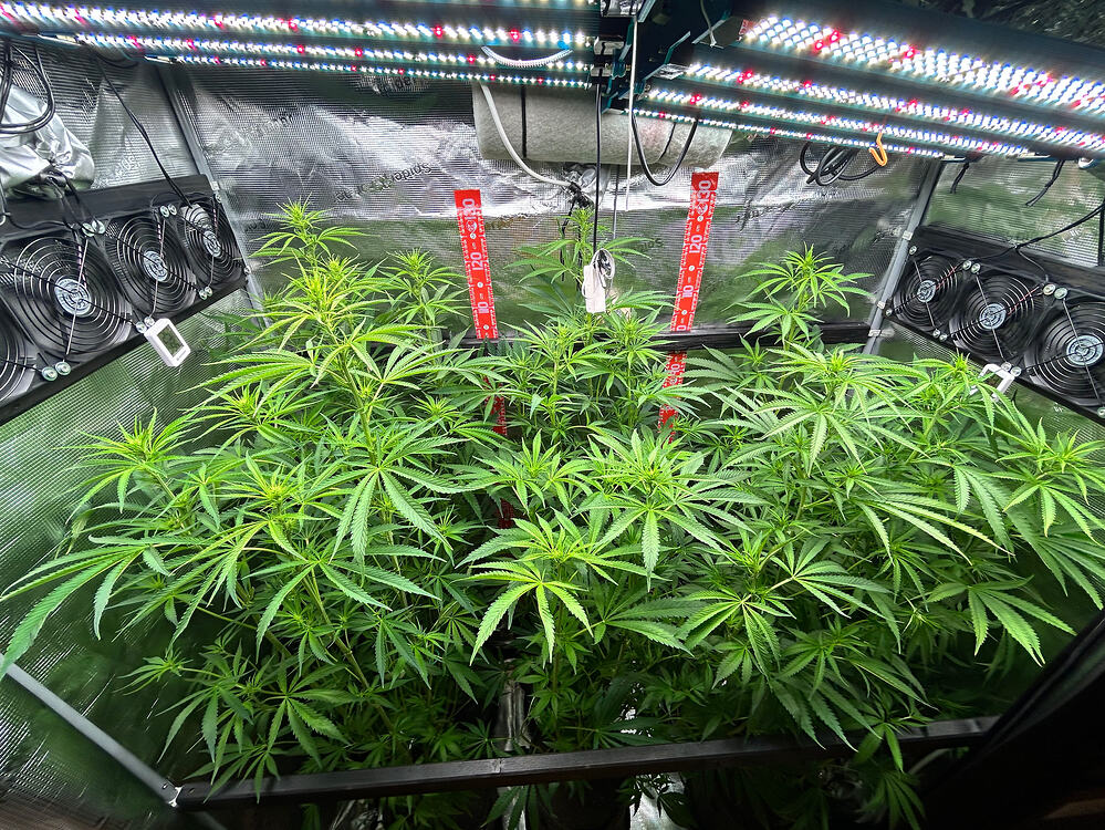 Eine Cannabis-Pflanze in der Blütephase, die in einem Grow-Zelt unter LED-Beleuchtung wächst. Mehrere Ventilatoren sind an den Seiten des Zeltes angebracht.