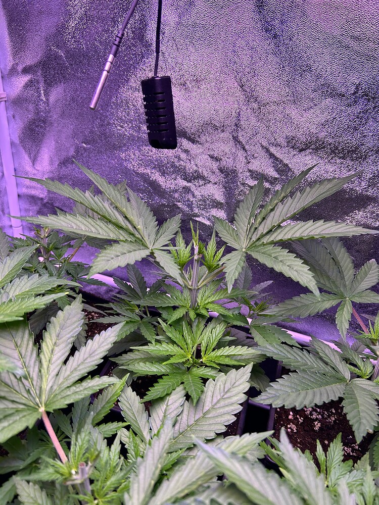 Mehrere junge Cannabis-Pflanzen in einem Growzelt unter LED-Beleuchtung, mit einem Temperatur- und Feuchtigkeitssensor im Hintergrund.