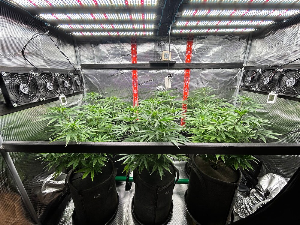 Growreport Bild 3