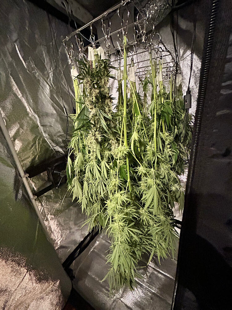 Mehrere Cannabis-Pflanzen hängen kopfüber in einem Trockenzelt, die Buds sind sichtbar und die Blätter hängen herab.
