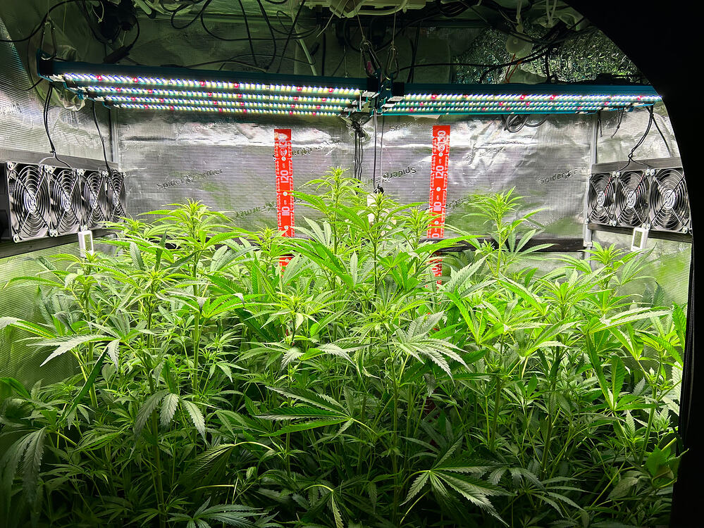 Eine Gruppe von Cannabis-Pflanzen in einem Grow-Zelt, die sich im Wachstumsstadium befinden. Mehrere LED-Lampen sind über den Pflanzen angebracht, und Lüfter sind an den Seitenwänden montiert.