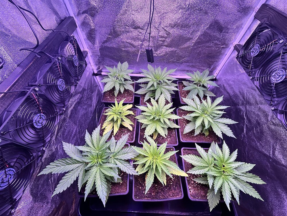 Neun junge Cannabis-Pflanzen in Töpfen unter einer violetten Grow-Lampe, umgeben von Lüftern.