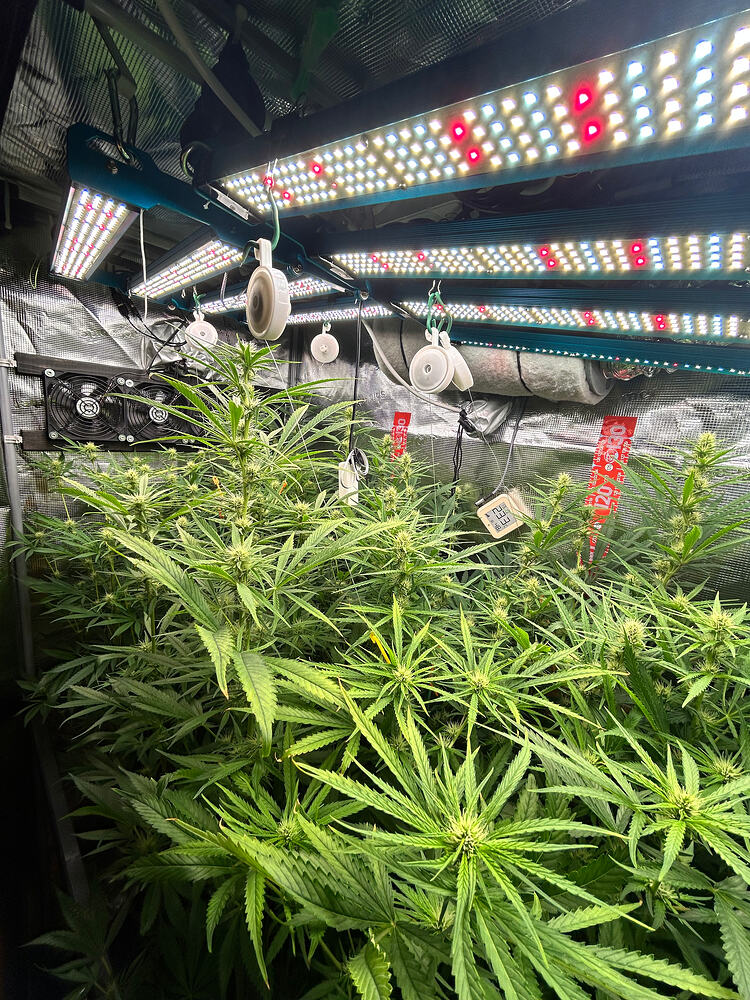 Mehrere Cannabis-Pflanzen in der Blütephase unter LED-Wachstumslichtern in einer Growbox. Die Pflanzen sind dicht und zeigen bereits deutliche Blütenansätze.