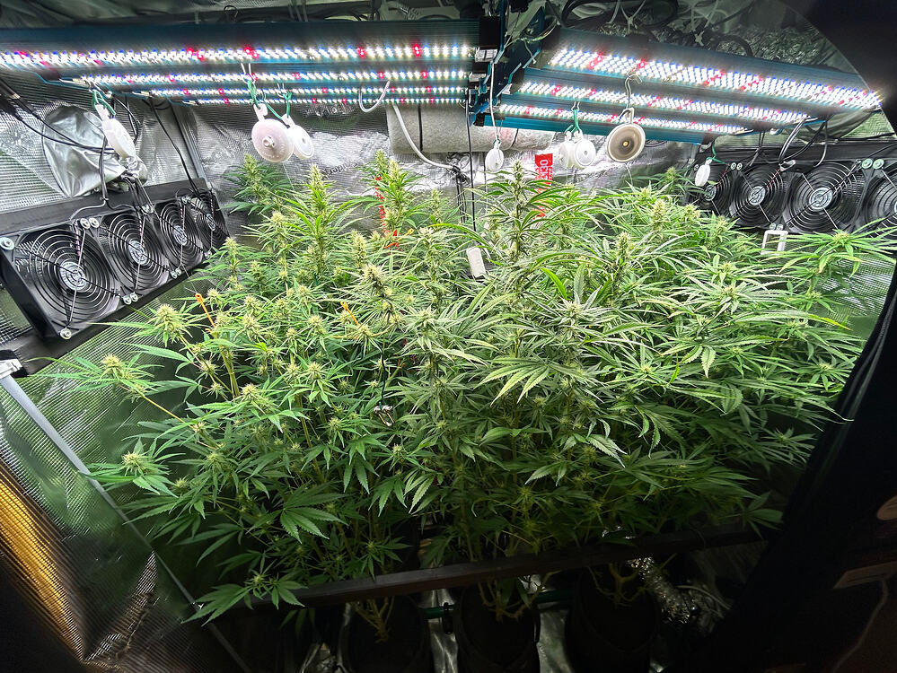 Eine dichte Ansammlung von Cannabis-Pflanzen in der Blütephase, beleuchtet von LED-Wachstumslichtern, mit mehreren Lüftern im Hintergrund.